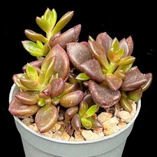 Lenopetalum 'Chocolate' succulent houseplant 6 x leaves