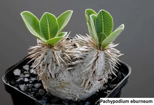 Pachypodium eburneum 10 - pachypodium,