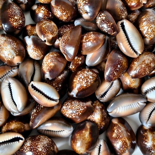 Natural snakehead cowrie - natural,