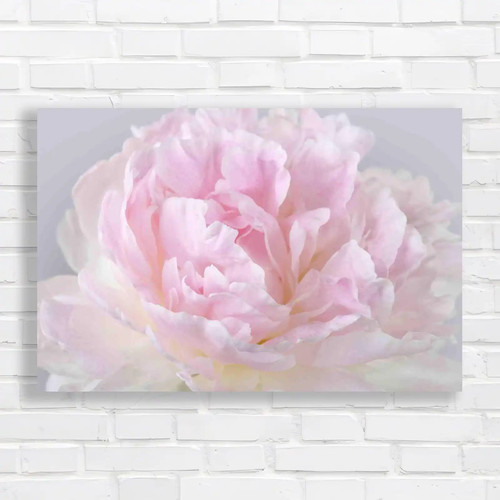 Closeup peony petals - peony, stunning