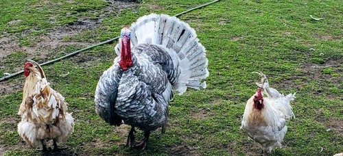 Turkey hatching eggs mixed - hatching,