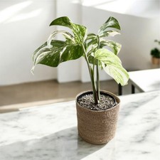 RARE! Monstera Albo Variegated