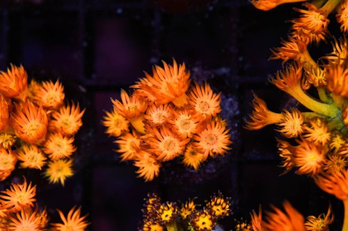 Firecracker goniopora coral - firecracker,