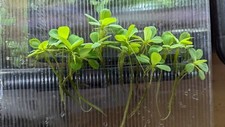 14 quality Dwarf water lettuce (Pistia  Stratiotes) Floating aquarium pond 5cm+