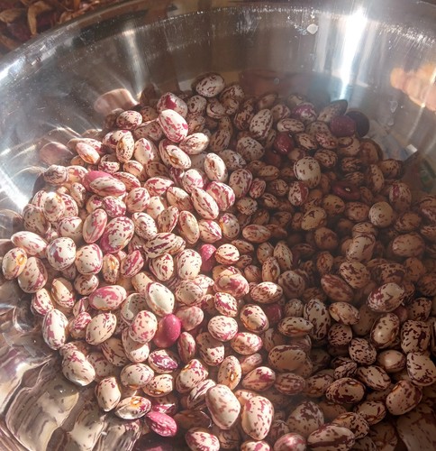 Pack bean true variety seed - bean,