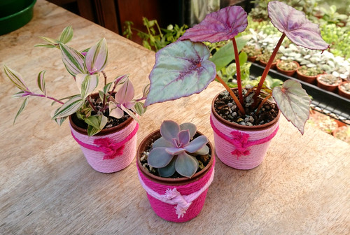 Pink trio indoor - 💕, 🩷