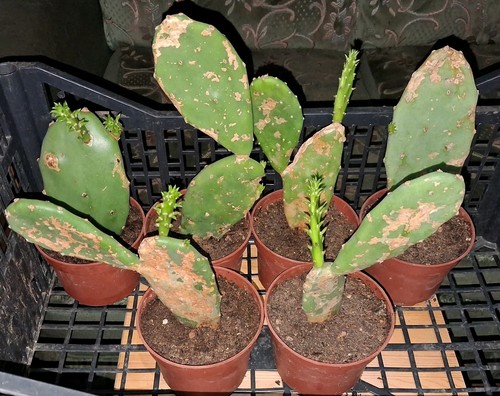 Opuntia prickly pear - x,