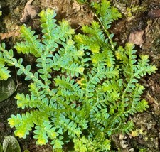 Selaginella uncinata
