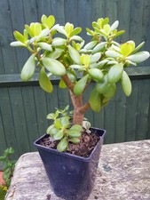 Large Jade Money Plant 40x25 Cm In Pot Indoor House Plant