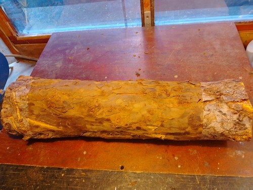 Yew branch wood - yew,