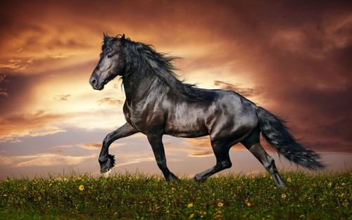 660871 horse wall - 660871, print