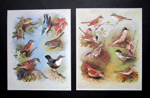 Archibald thorburn two - two,