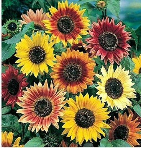Seeds sunflower tall autumn - 80,