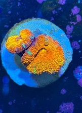 Blue Rim Rainbow Acan Lord