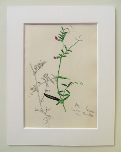 Pink vetch pea sowerby - vetch,