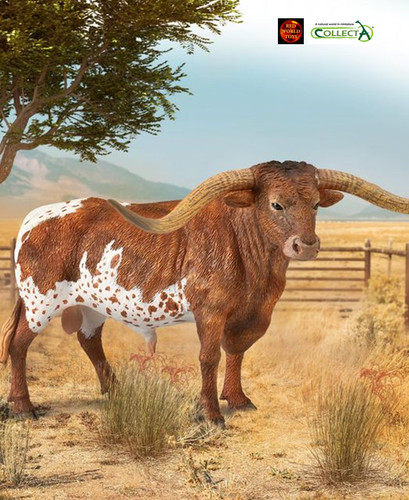 Texas longhorn bull cattle - texas,