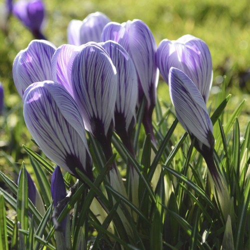 Striped crocus pickwick - 10,