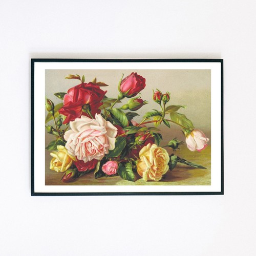 Vintage roses botanical - roses,