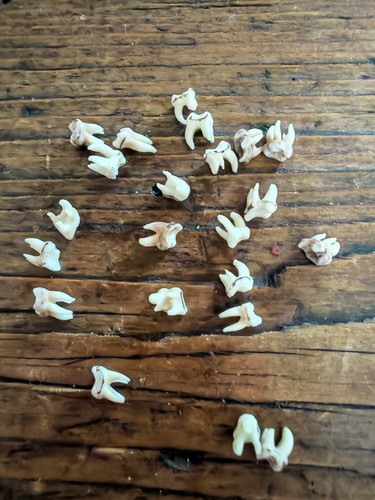 Squirrel teeth taxidermy - teeth,