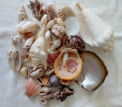 Kilo variety sea shells - 1,