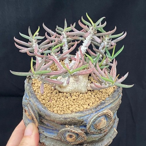 6cm succulent cactus - succulent,