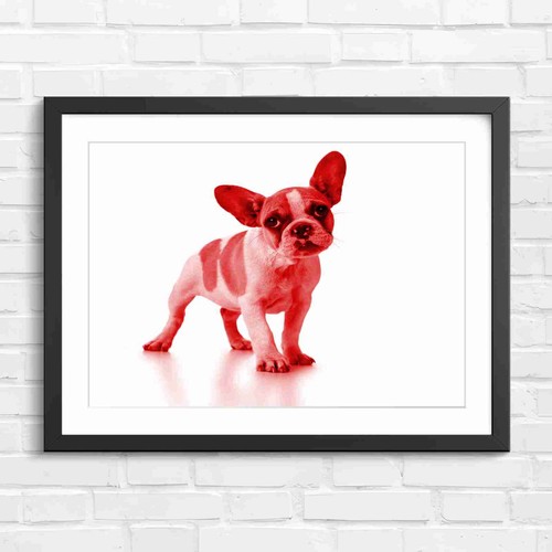 Adorable french bulldog puppy - adorable,