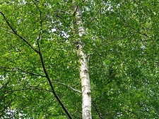 15 Silver Birch 5-6ft Stunning