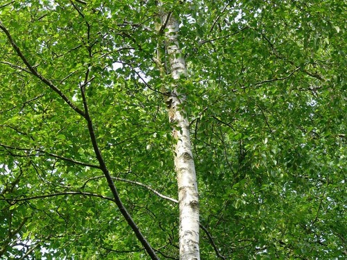 Silver birch 6ft stunning - birch, 5-6ft