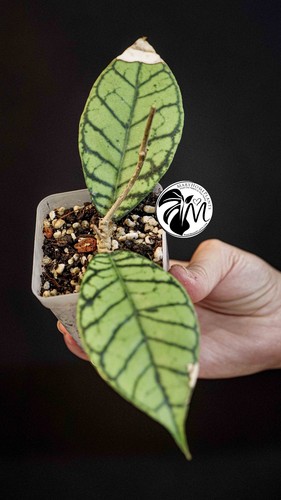 Hoya callistophylla - hoya,