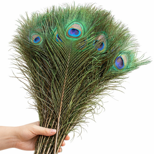 Peacock feathers pack - peacock,