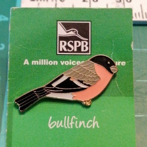 Bullfinch pin rspb - bullfinch,