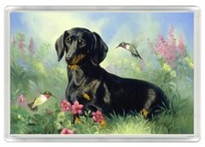 DACHSHUND BEAUTIFUL DOG  &