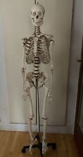ANATOMICAL MEDICAL DISPLAY HALLOWEEN LIFE SIZE MODEL SKELETON WHEELED STAND HOOK