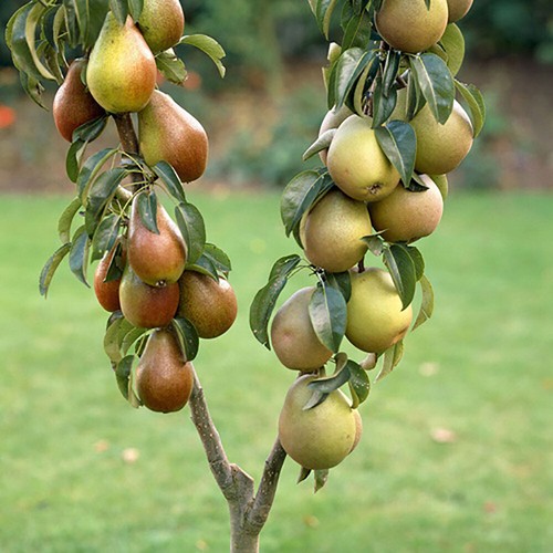 Pear patio duo fruit - pear, tree