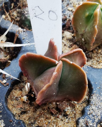 Astrophytum myriostigma