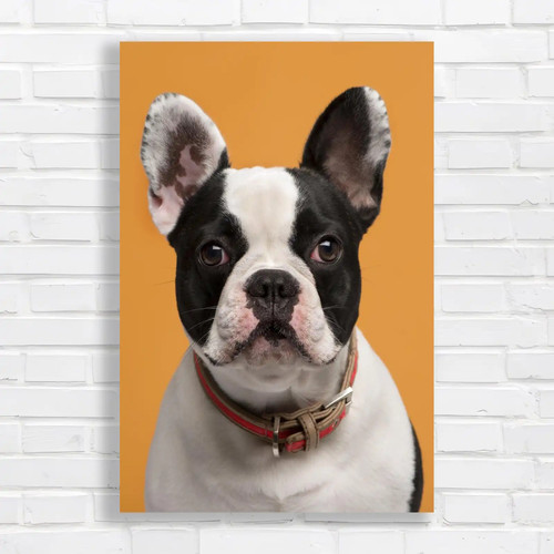 Adorable french bulldog - adorable,