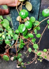 Peperomia Pepperspot (String