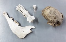 Skull, Bones, Animal, Taxidermy, Sheep. Badger. Bird. Sternum. Still Life. Art.