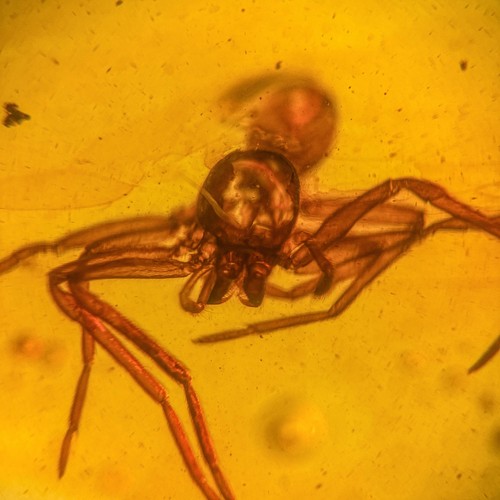 Spider burmese burmite - spider,