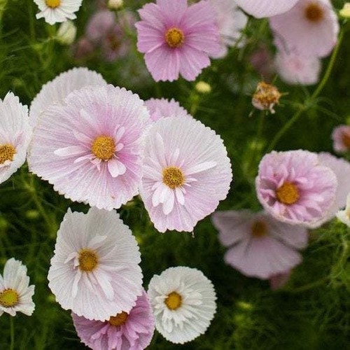 Cosmos cupcakes mixed sow - cosmos, mixed,