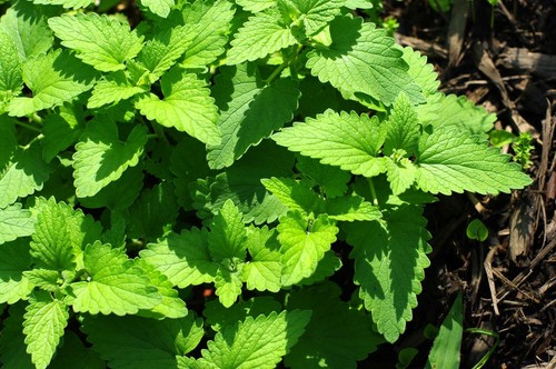 Catnip plug plants - plug, nepeta