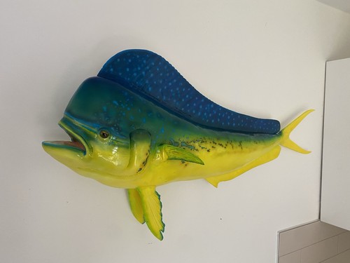Mahi mounted - mahi, fish