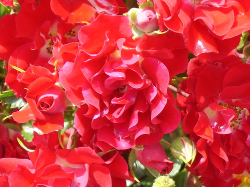 Rambling rosie abundance of - -,