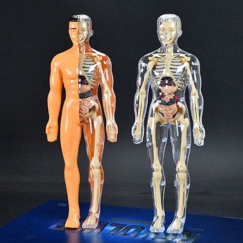 Human body torso model - human,