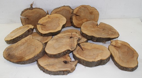Tree slice apple wood - ,