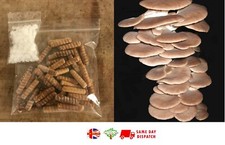 Summer Oyster Mushroom spawn dowels x30 | Fresh | FREE WAX | Same Day Dispatch
