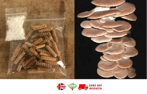 Summer oyster mushroom spawn - summer,