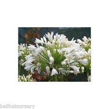 Agapanthus Wedding Day large