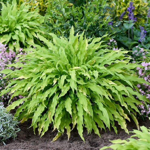 Hosta party streamers - hosta,