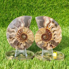 Polished madagascar ammonite - polished,